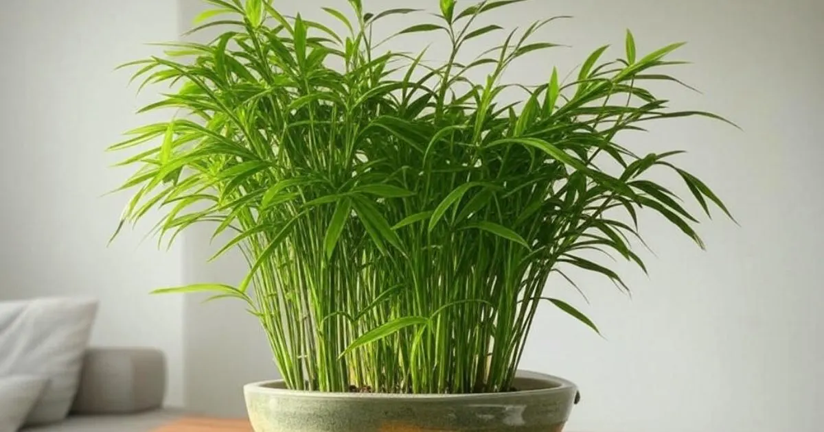 Bamboo Vastu
